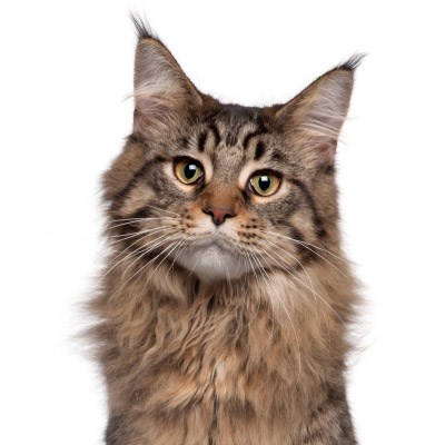 Cat Insurance – Get Cash Back On Your Cat’s Vet Bills