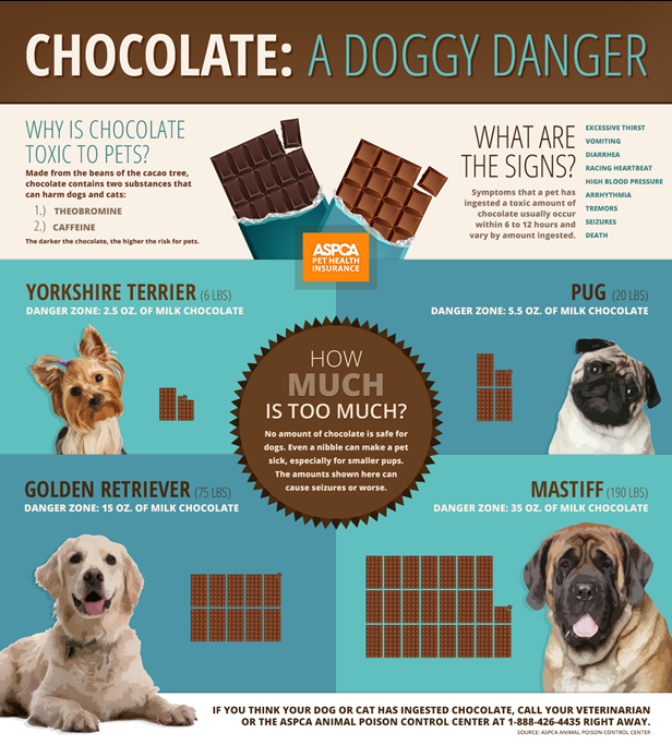 the-lowdown-on-chocolate-and-pets