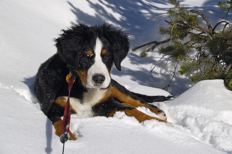 how to treat dog paws in winter