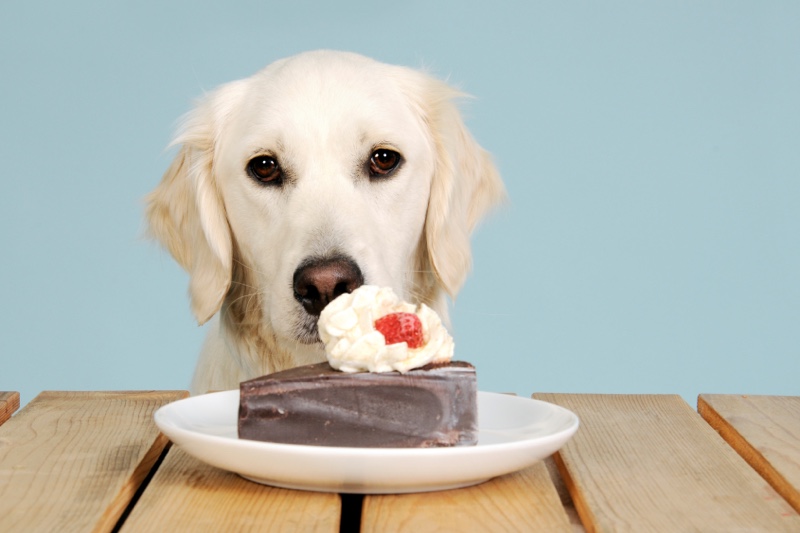 can dogs eat chocolate pudding