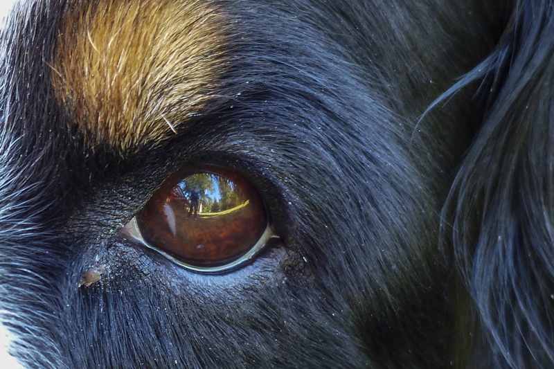 can conjunctivitis in dogs heal on its own