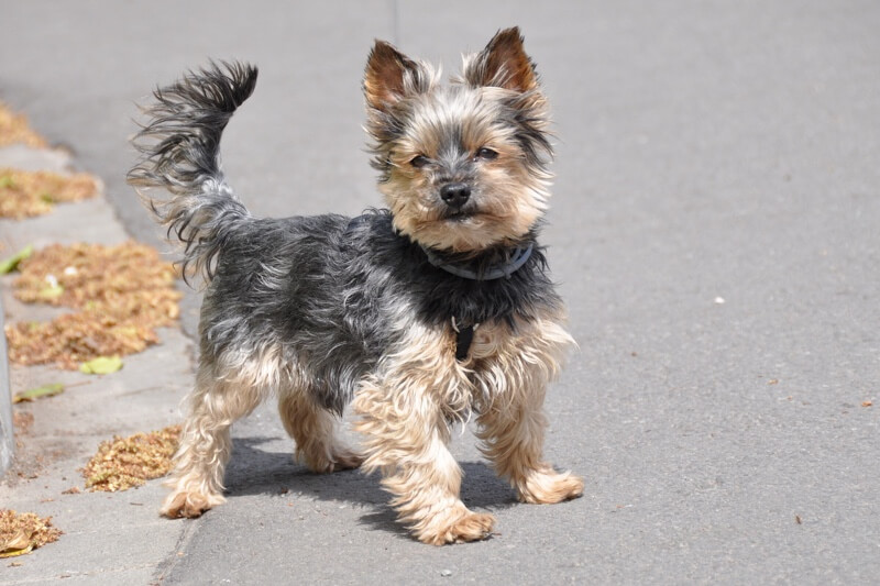 How Long Does A Yorkshire Terrier Live