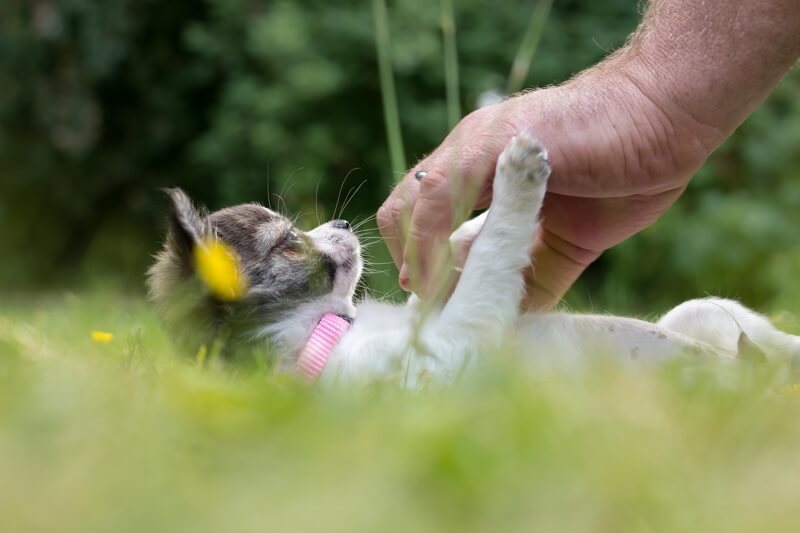 prendre soin d'un Chihuahua _Chihuahua se frotter le ventre