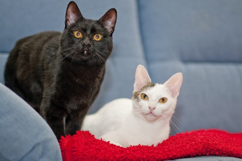 American Shorthair Kittens For Sale Adoptapet Com