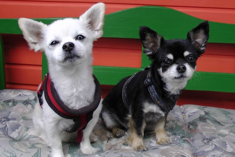 different colored chihuahuas