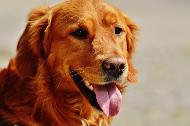 what were golden retrievers bred for