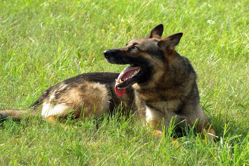 all about german shepherds