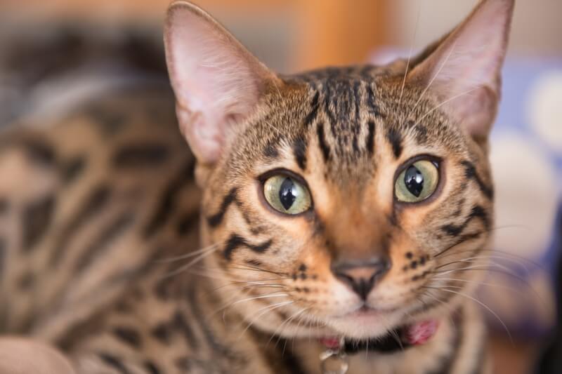 Bengal Cat Breed: Size, Appearance & Personality