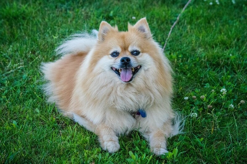 10 Fun Facts About Pomeranians