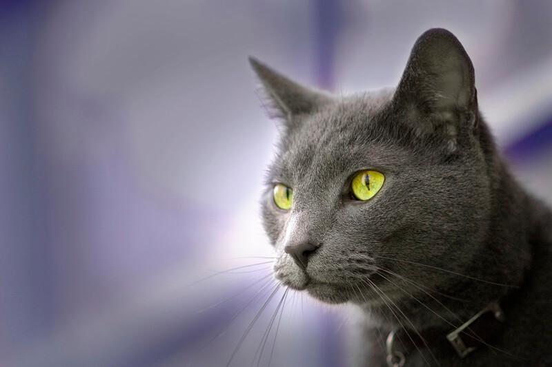 fun-facts-about-russian-blue-cats.jpg