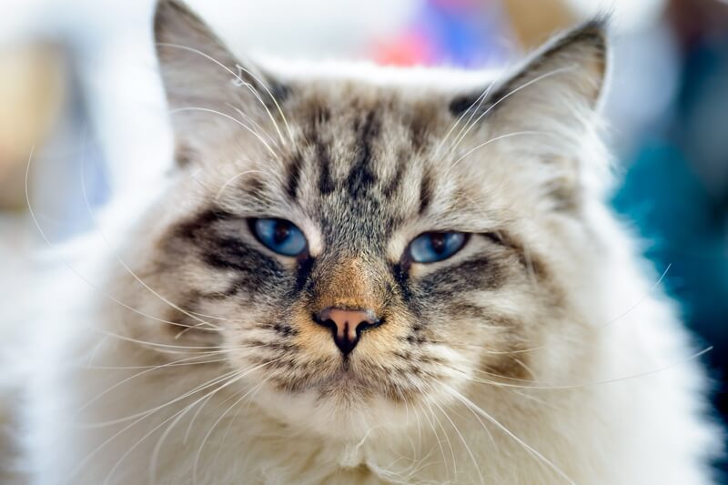Ragamuffin cat with blue eyes 