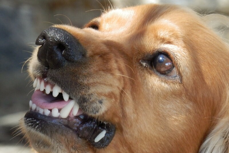 rabies in dogs
