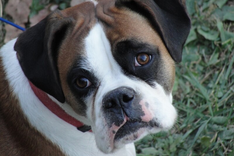 do boxers have droopy eyes