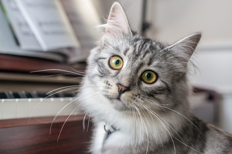 15 Fascinating Facts About Female Cats 
