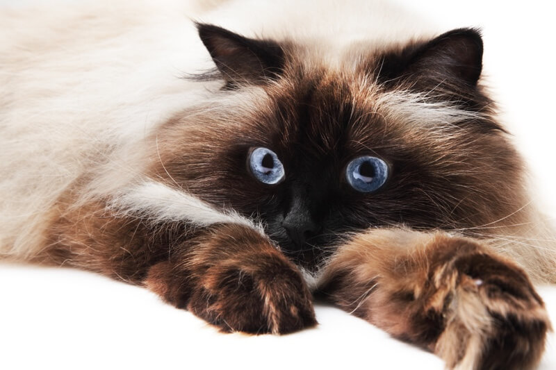 Ragdoll Cat Breed: Personality, Appearance, History, Health & Care Needs
