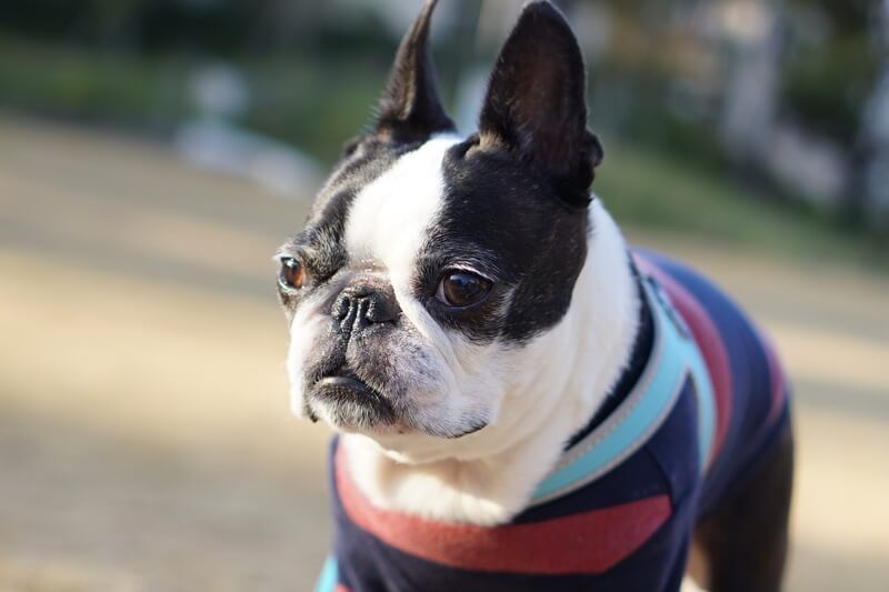 Do Boston Terriers Need Lots Of Exercise