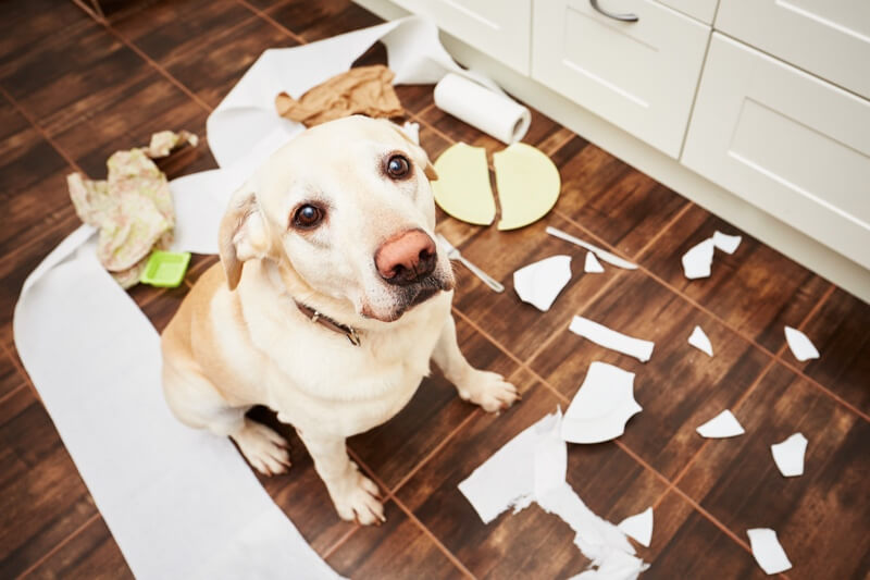 dog proofing your home