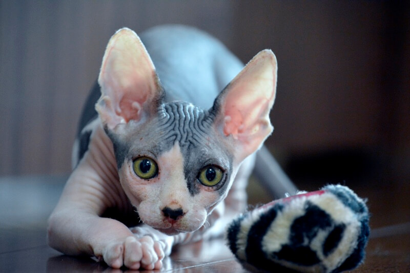 Grey and white Sphynx cat with green eyes stretches out towards a black and white toy