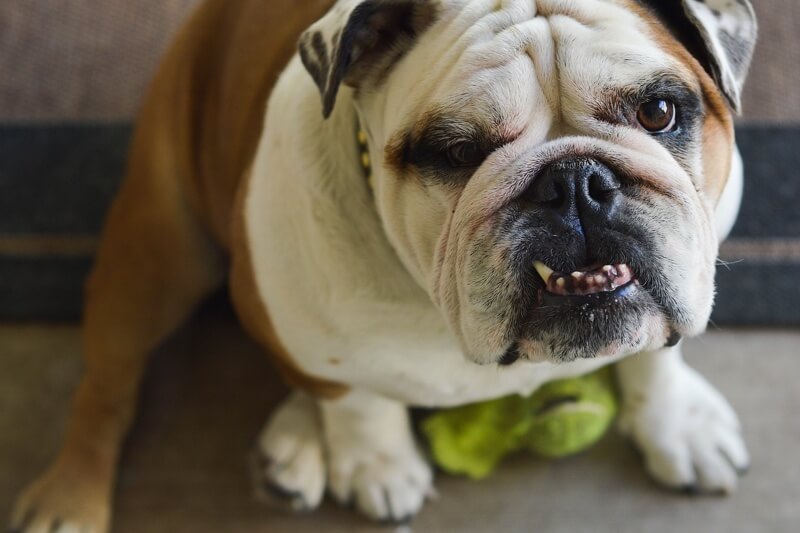All About English Bulldogs