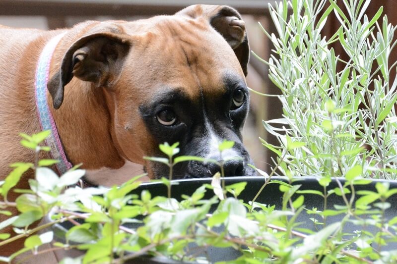 outdoor plants poisonous to dogs