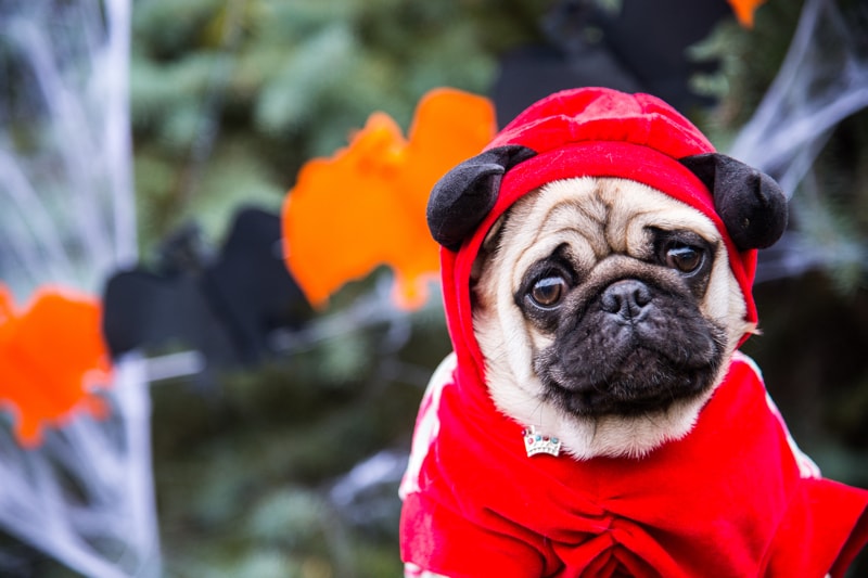 Pug dressed in a red Halloween costume with a hood